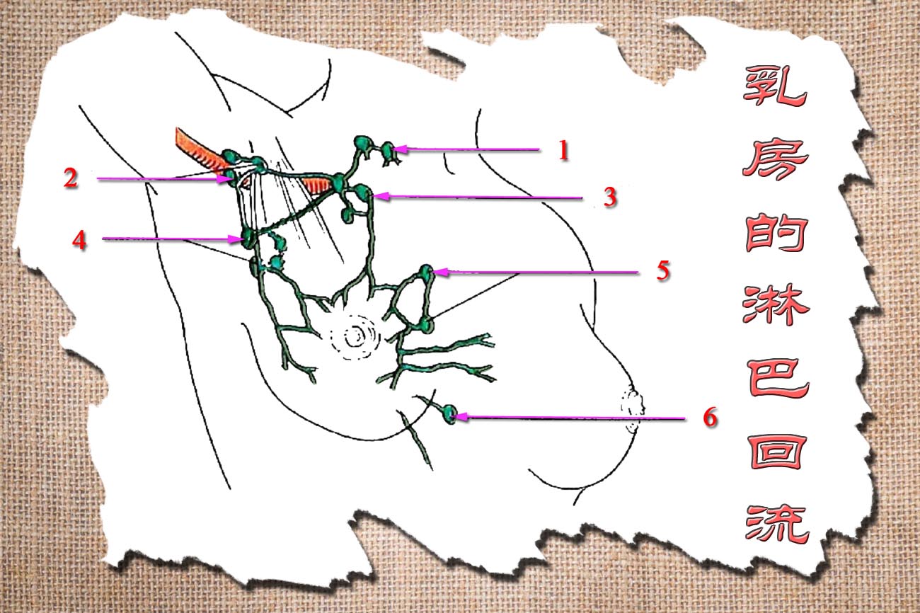6乳房的淋巴回流