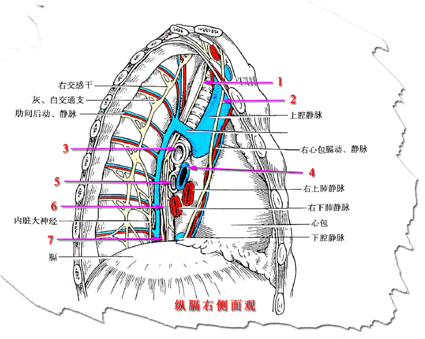 9纵膈右侧面观