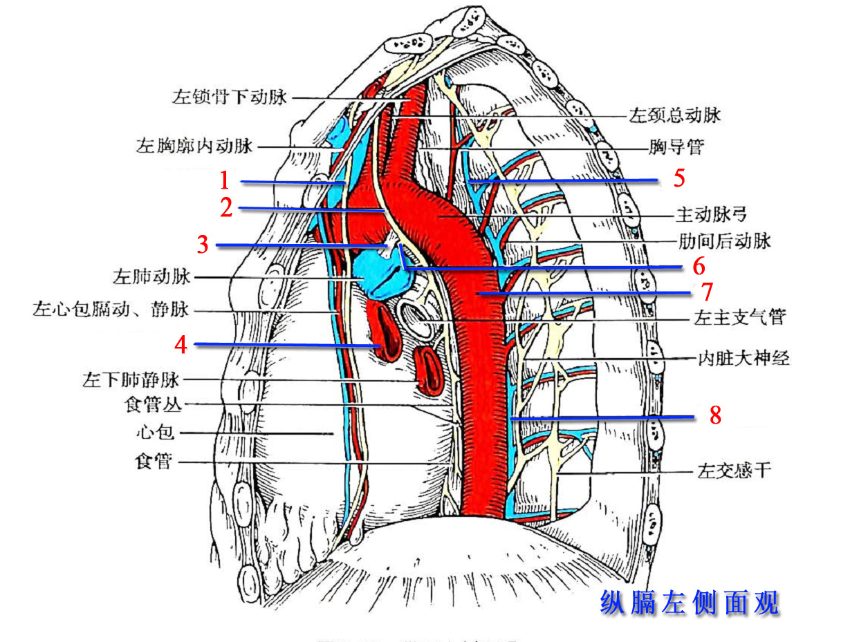 《局部解剖学》填图